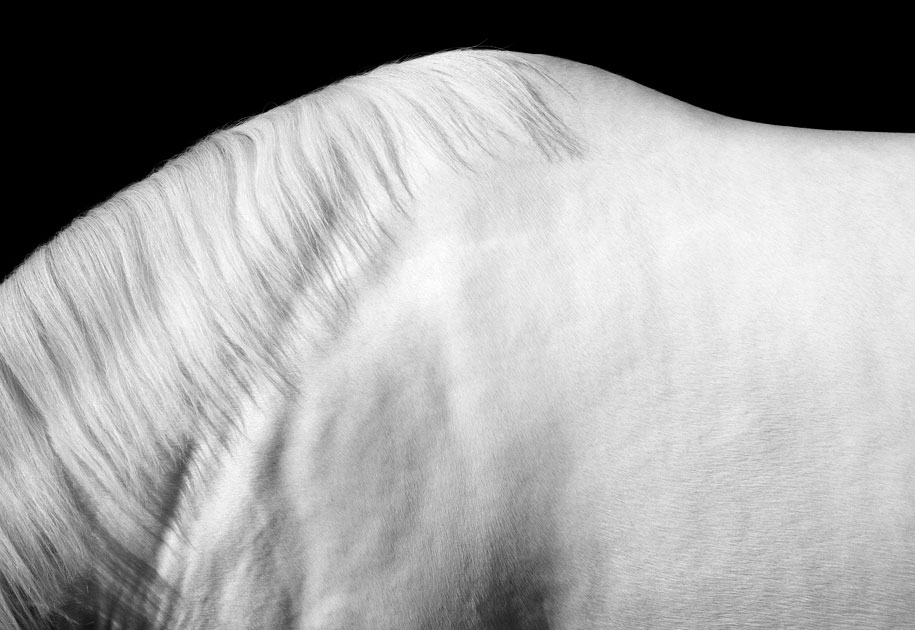 08_horseback.blackandwhite.india animal.closeup.jpg